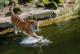 Madhya Pradesh Tour Package